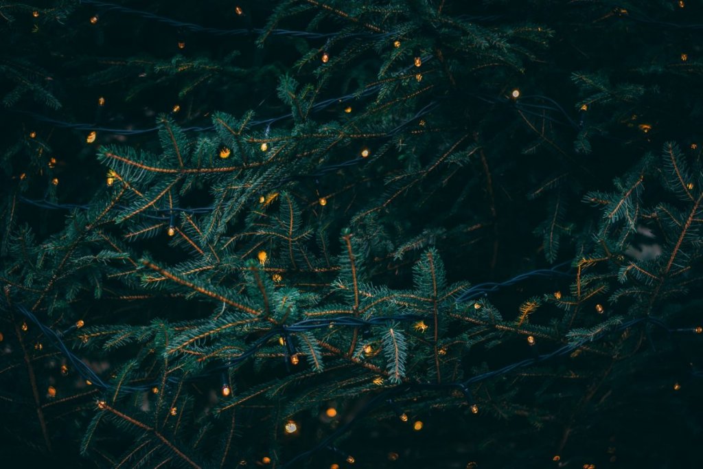 Green Christmas Tannenzweige – ©Unsplash