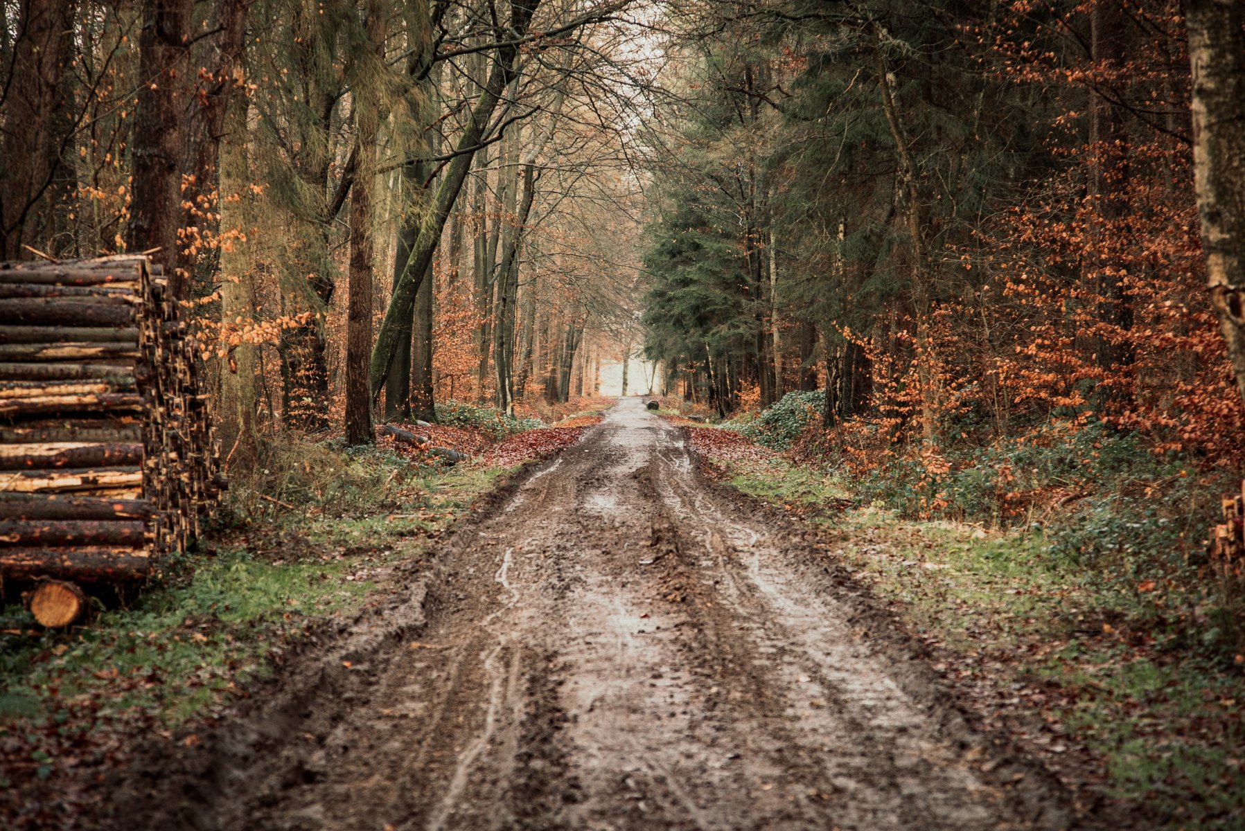 Ein Wald hat immer etwas sehr beruhigendes! – ©Geheimtipp Hamburg
