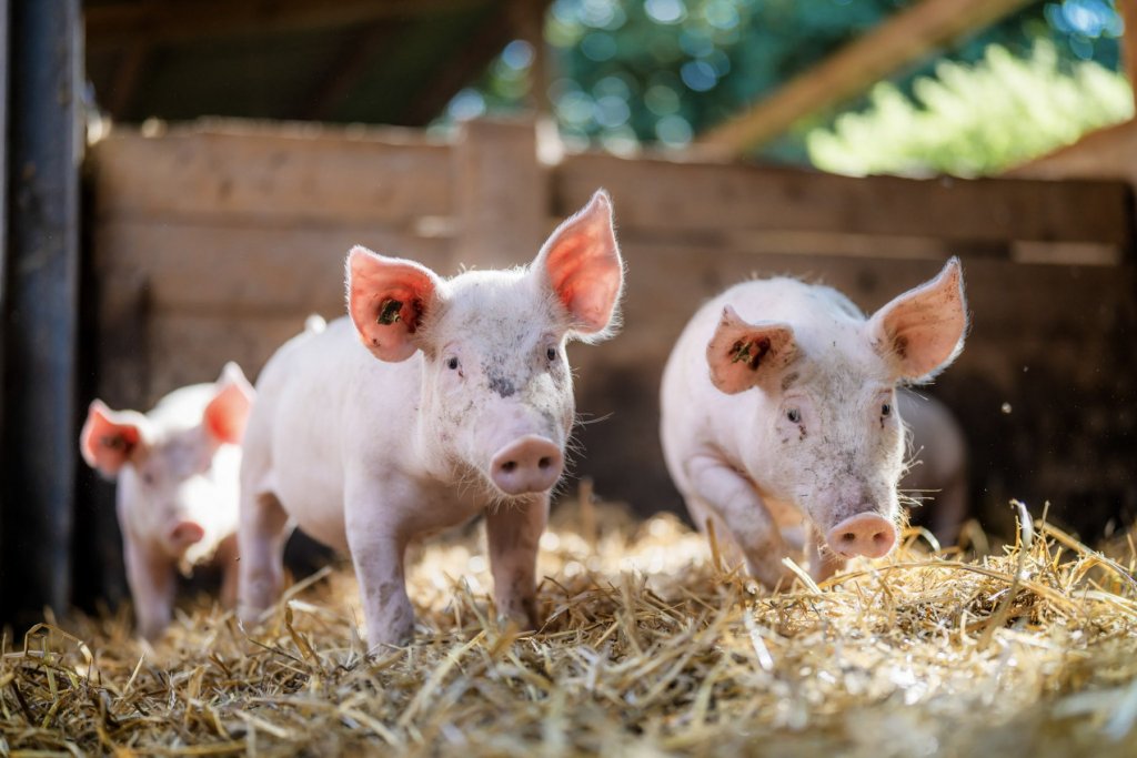Ferkel C Sven Schomburg Fotografie &ndash; &copy;Sven Schomburg