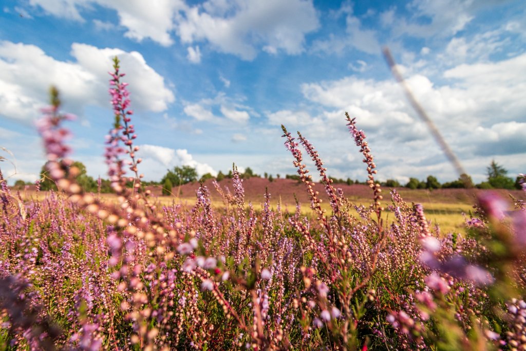 Die Lüneburger Heide blühlt violett