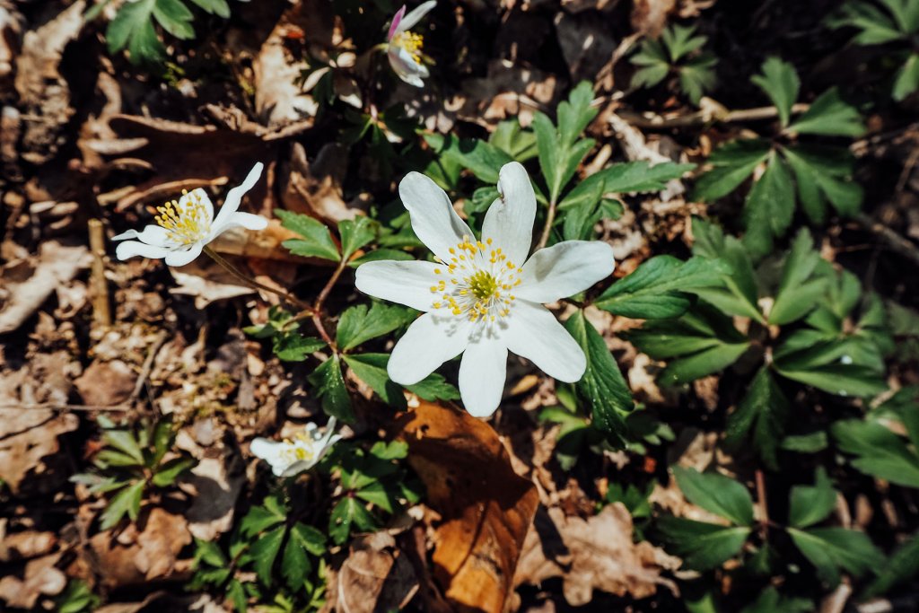 Geheimtipp Hamburg Natur & Ausflüge Duvenwischen Jan Martin Bauer 5