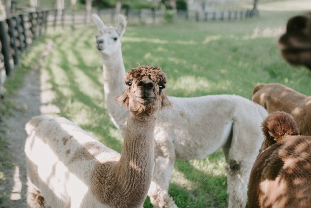 Geheimtipp Hamburg Stadt & Leute Ausfluege Pinneberg Unsplash 2