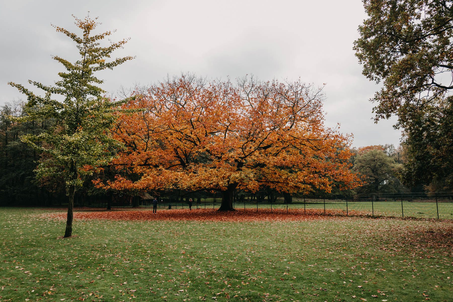 Ght Hirschpark Dsk 34