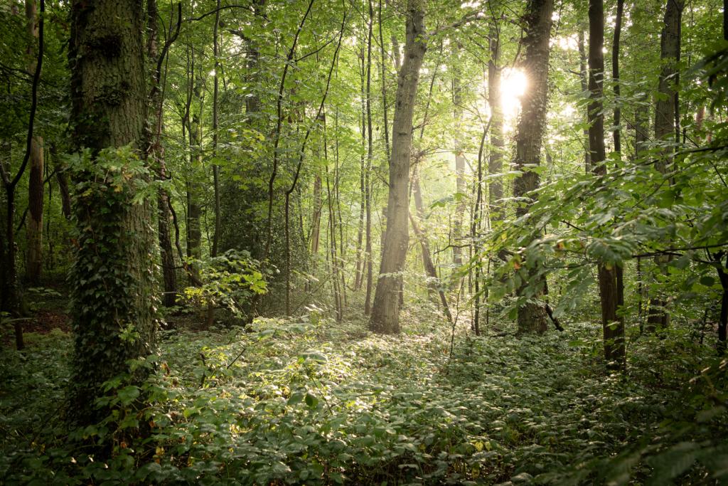 Shooting Magische Orte Langes Tannen Fotor 2026052912159